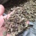 肺形草穿藤金兰花、铁交杯、蝴蝶草、山蝴蝶冷背药材