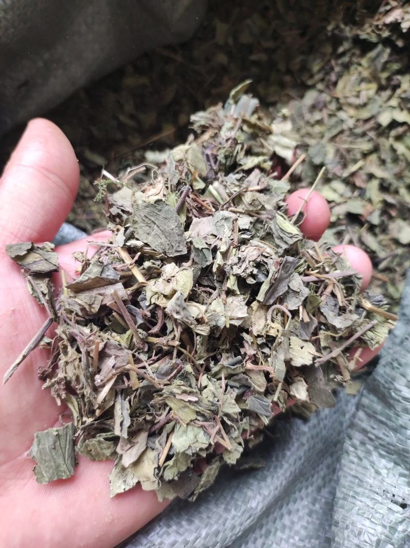 肺形草穿藤金兰花、铁交杯、蝴蝶草、山蝴蝶冷背药材