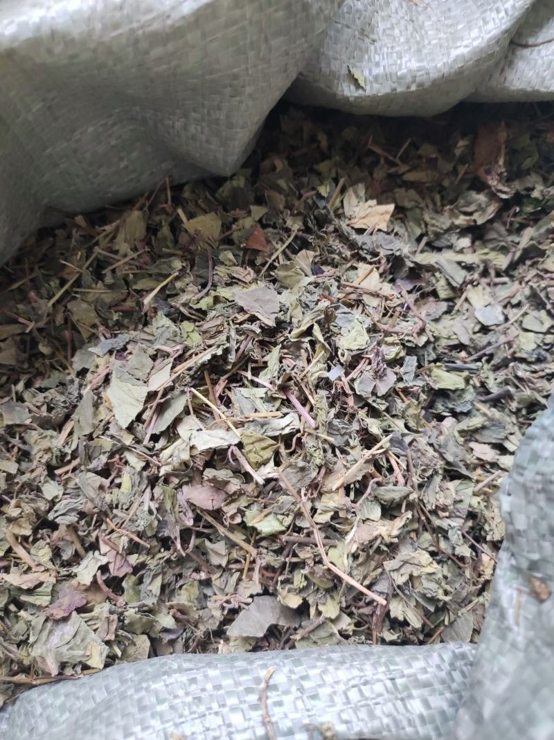肺形草穿藤金兰花、铁交杯、蝴蝶草、山蝴蝶冷背药材