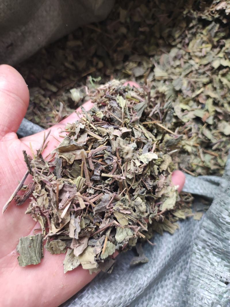 肺形草穿藤金兰花、铁交杯、蝴蝶草、山蝴蝶冷背药材