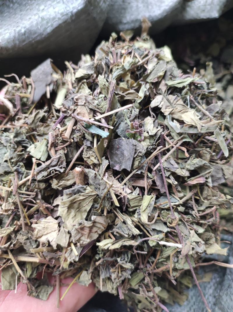 肺形草穿藤金兰花、铁交杯、蝴蝶草、山蝴蝶冷背药材