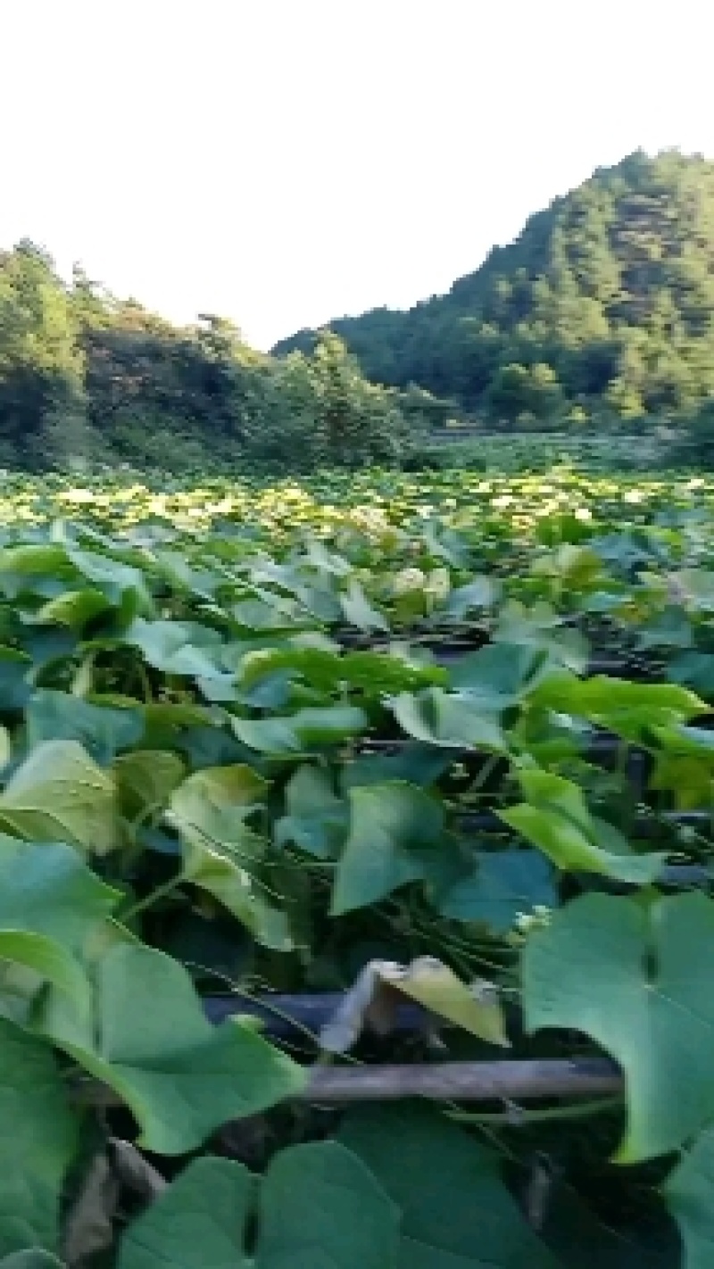 贵州惠水精品佛手瓜，个头均匀卖相好，支持各种包装
