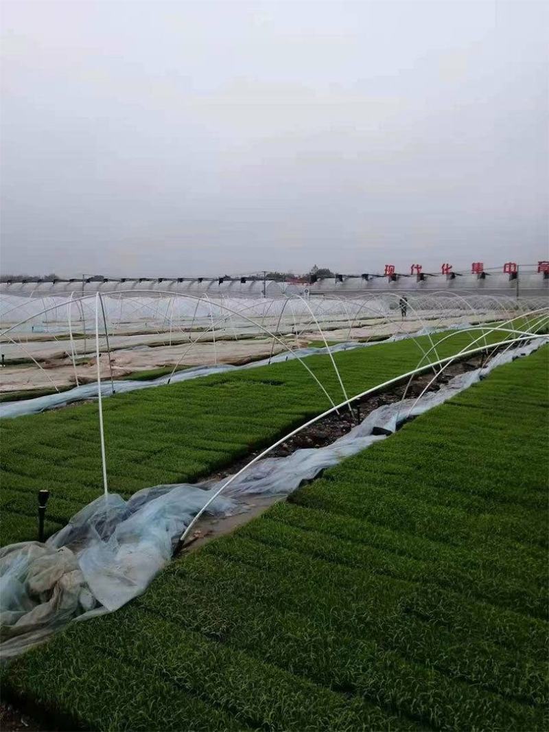 玻璃纤维杆玻纤棒小拱棚拱竿保温棚支撑杆蔬菜大棚小弓棚