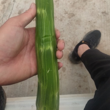 三青翡翠杆子不空心不脱节质量保证专业杆子