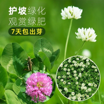 进口红白三叶种子花籽四季青草坪多年生果园绿肥植物