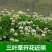 进口红白三叶种子花籽四季青草坪多年生果园绿肥植物