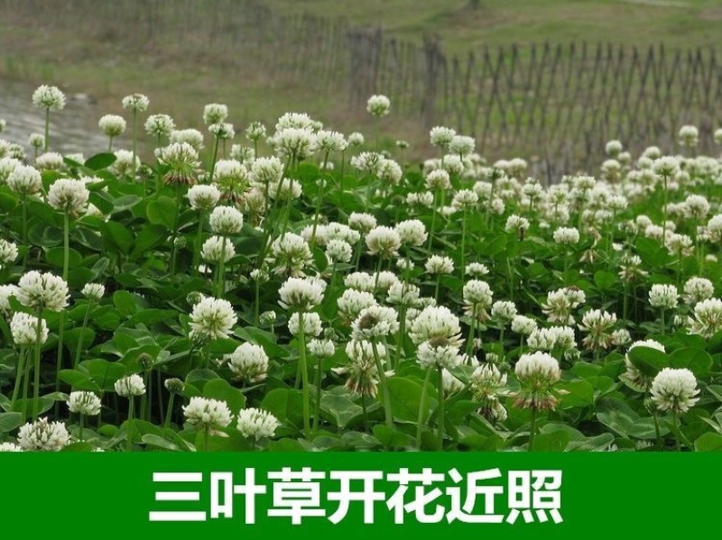 进口红白三叶种子花籽四季青草坪多年生果园绿肥植物