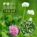 进口红白三叶种子花籽四季青草坪多年生果园绿肥植物