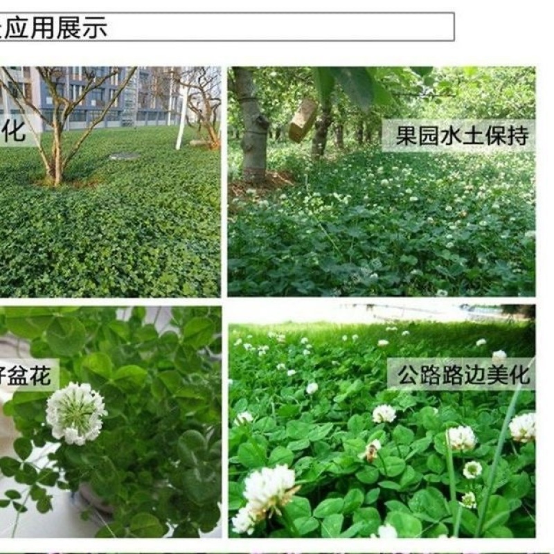 进口红白三叶种子花籽四季青草坪多年生果园绿肥植物