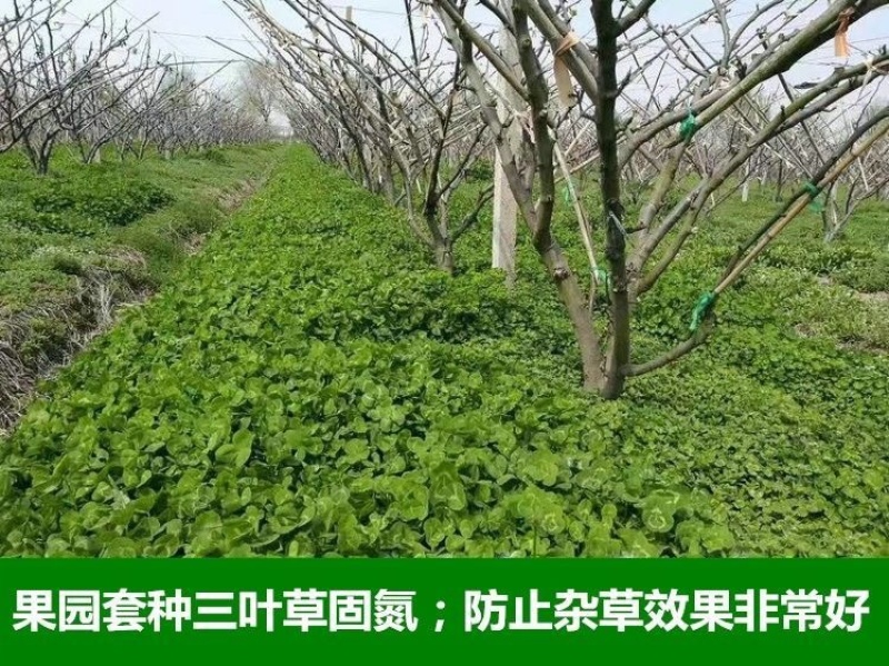 进口红白三叶种子花籽四季青草坪多年生果园绿肥植物