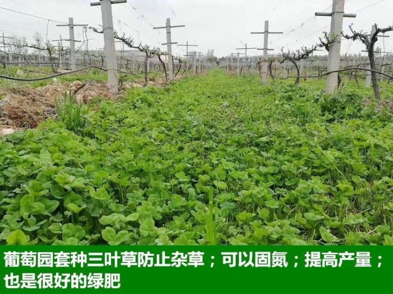 进口红白三叶种子花籽四季青草坪多年生果园绿肥植物