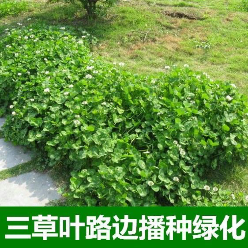 进口红白三叶种子花籽四季青草坪多年生果园绿肥植物