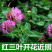 进口红白三叶种子花籽四季青草坪多年生果园绿肥植物