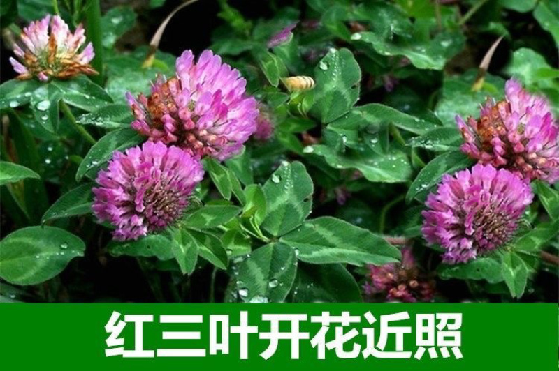 进口红白三叶种子花籽四季青草坪多年生果园绿肥植物