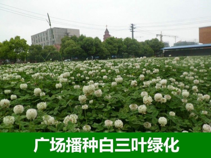进口红白三叶种子花籽四季青草坪多年生果园绿肥植物