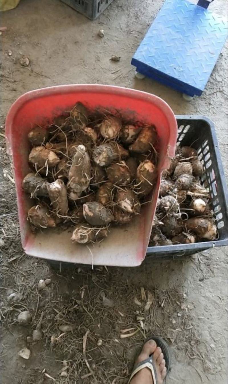 芋头红芽芋江西铅山紫溪红芽芋规格齐全对接市场商超