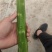三青翡翠杆子不空心不脱节质量保证专业杆子