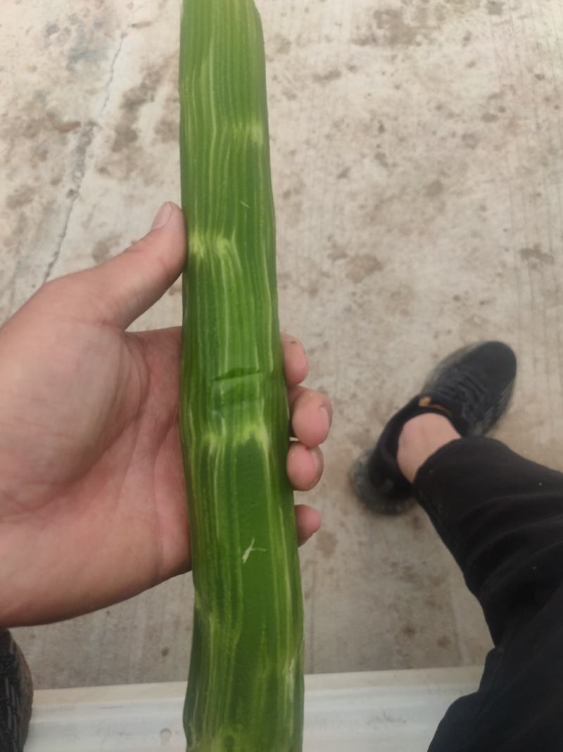 三青翡翠杆子不空心不脱节质量保证专业杆子