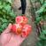 包邮，【推荐】草莓西红柿苗番茄苗青肩番茄欢迎选购