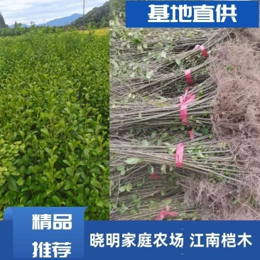 大量供应一年生江南桤木，两年生桤木，各种造林苗
