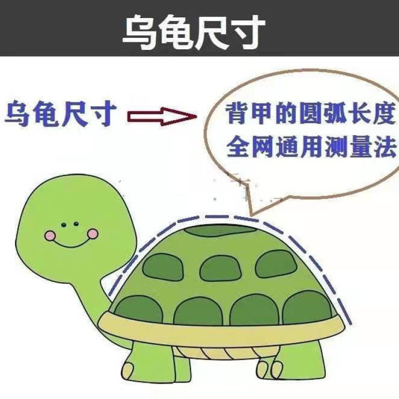 乌龟活体包存活中华草龟外塘草龟小观赏龟墨龟金线龟宠物龟送