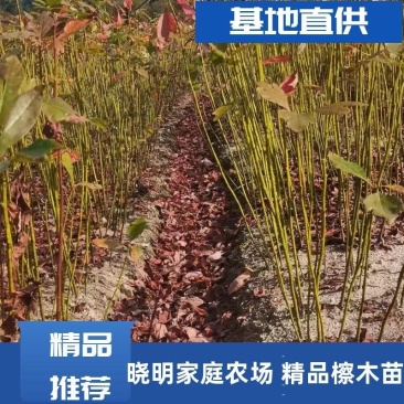 供应檫木苗，檫木造林苗，江西直供，批发价格