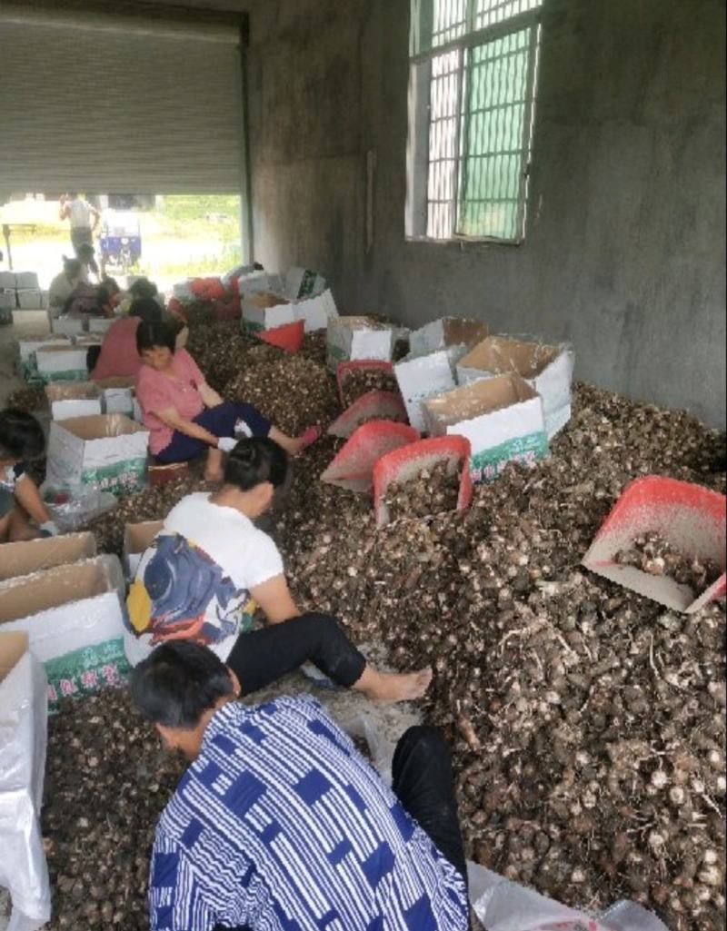 芋头红芽芋江西紫溪红芽芋皮薄肉白口感丰富欢迎电联