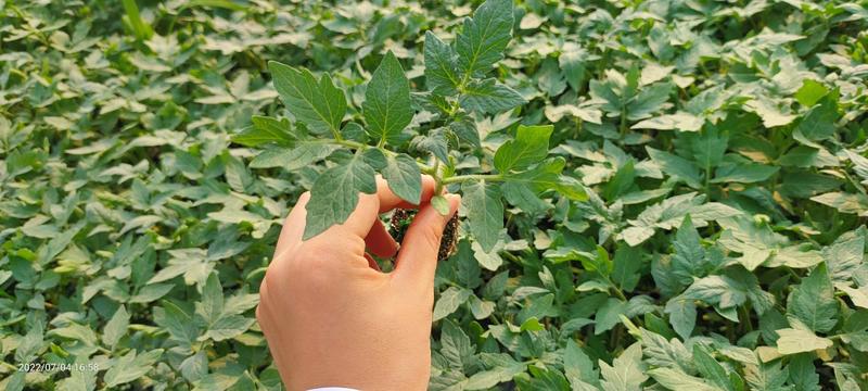 包邮，【推荐】草莓西红柿苗番茄苗青肩番茄欢迎选购