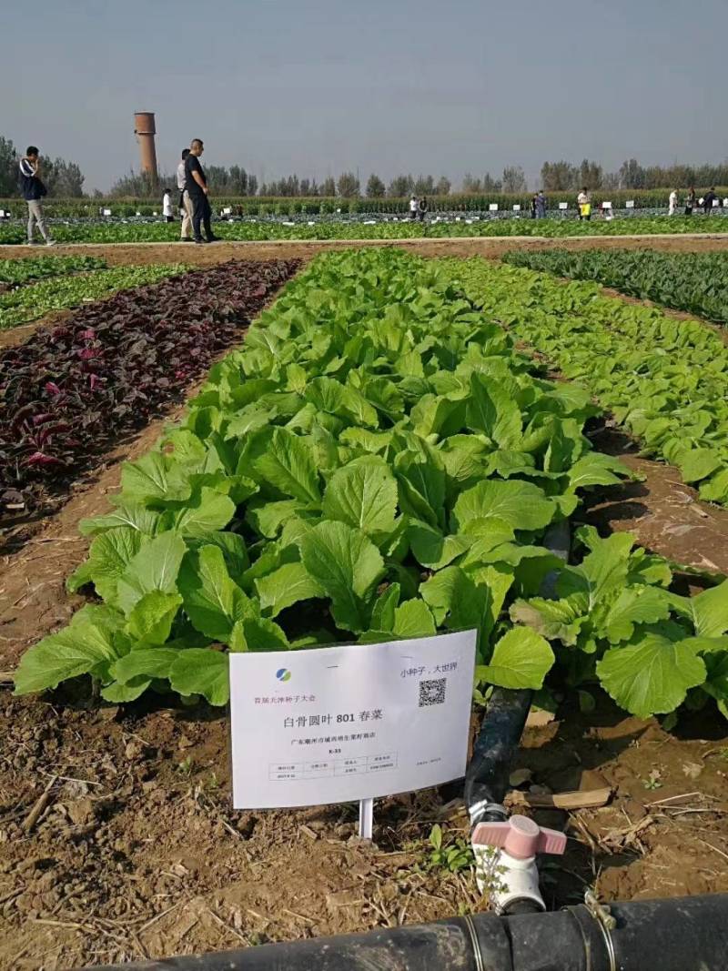 明生种业白骨圆叶801春菜种子莴苣芥菜种子高产口感好