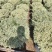 花叶女贞球80冠1000多棵现货