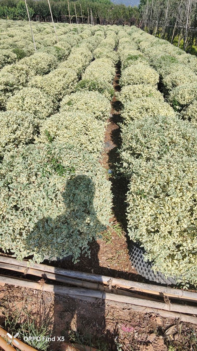 花叶女贞球80冠1000多棵现货