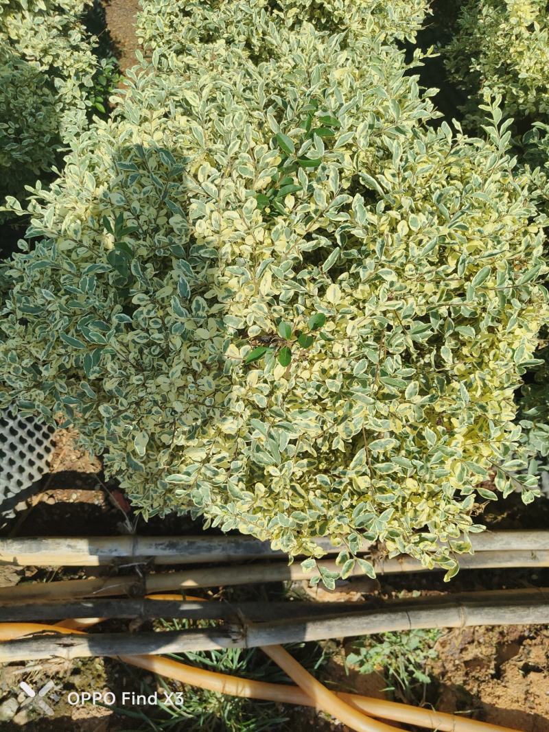 花叶女贞球80冠1000多棵现货