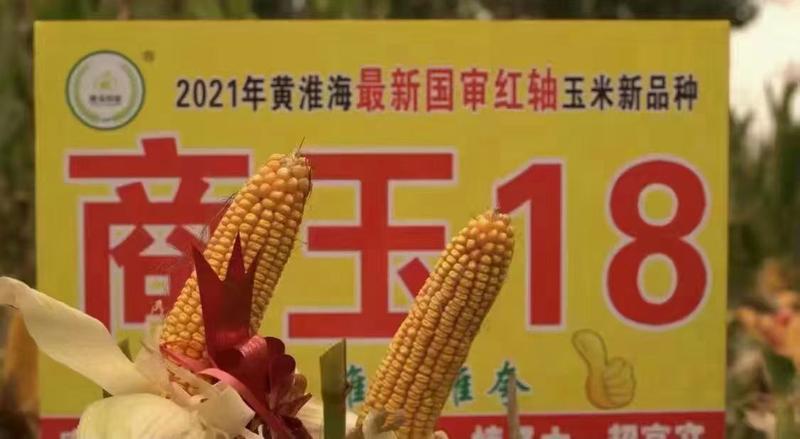 2021年最新国审红轴商玉18玉米种