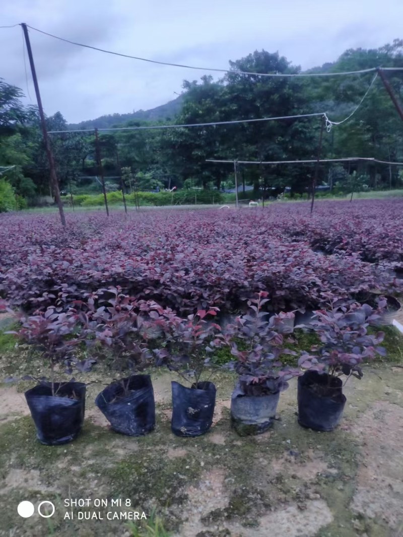 供应：红继木3-7斤袋大量出售