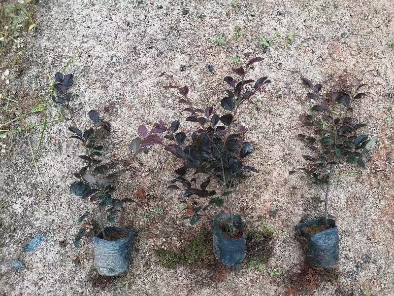 供应：红继木3-7斤袋大量出售