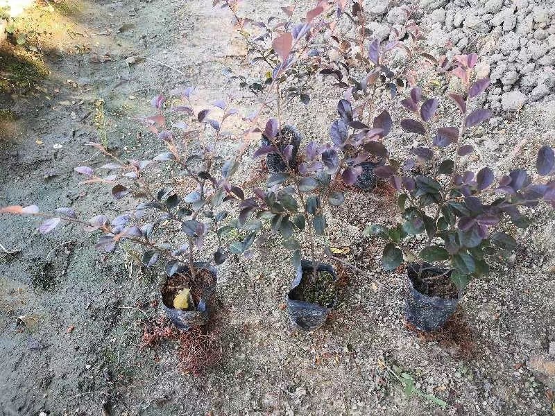 供应：红继木3-7斤袋大量出售
