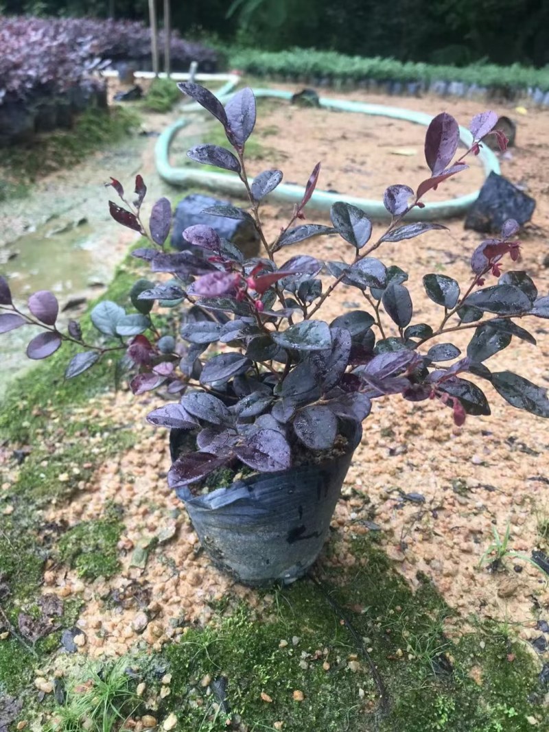供应：红继木3-7斤袋大量出售