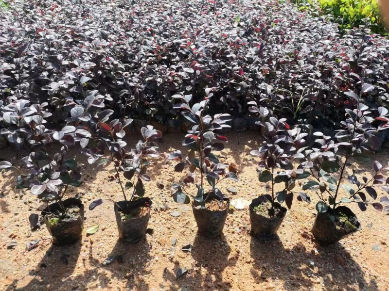 供应：红继木3-7斤袋大量出售