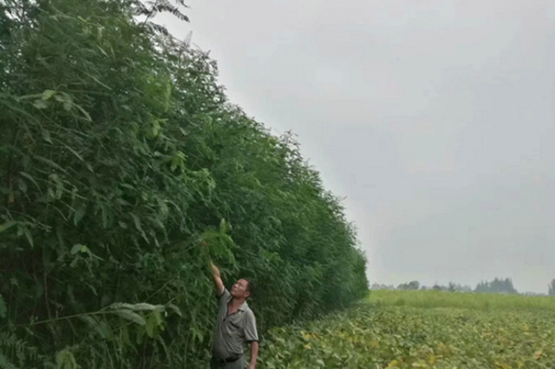 田菁种子草籽碱青涝豆盐碱地改良绿肥果园绿肥耐涝耐旱四季牧