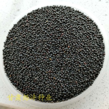 油菜种子烁沣油693抗倒伏抗病性好全国范围内种植