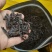 老枞水仙茶炭香大红袍熟茶武夷岩茶浓香型水仙茶乌龙茶老水仙