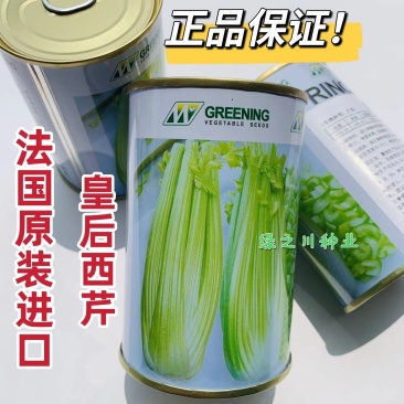 法国纯进口早熟皇后西芹种子进口芹菜种子