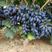 精品河北紫甜无核葡萄，大量供货，产地直销，欢迎联系！