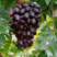 精品河北紫甜无核葡萄，大量供货，产地直销，欢迎联系！