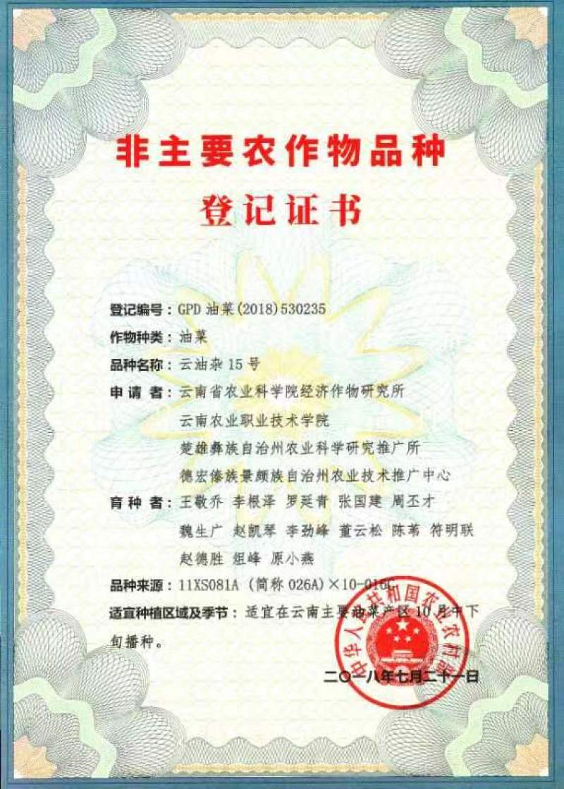 云油杂15油菜种子抗病性，抗倒伏强，生长周期短，产量好