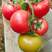 西红柿苗种子种苗大西红柿苗番茄苗草莓西红柿苗