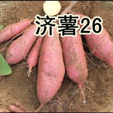红薯济26