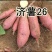 红薯济26