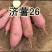 红薯济26
