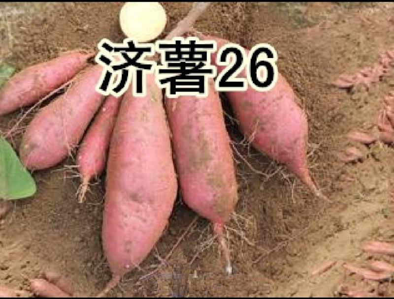 红薯济26